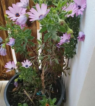 ヴィラ Evergreen Thassos *