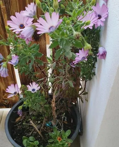 Villa Evergreen Thassos *