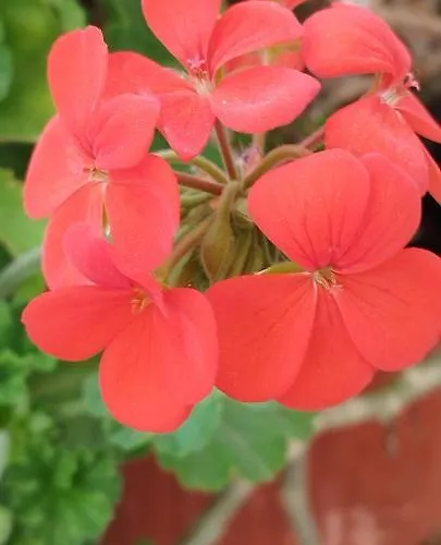 Villa Evergreen Thassos Skala Potamia (Thasos)